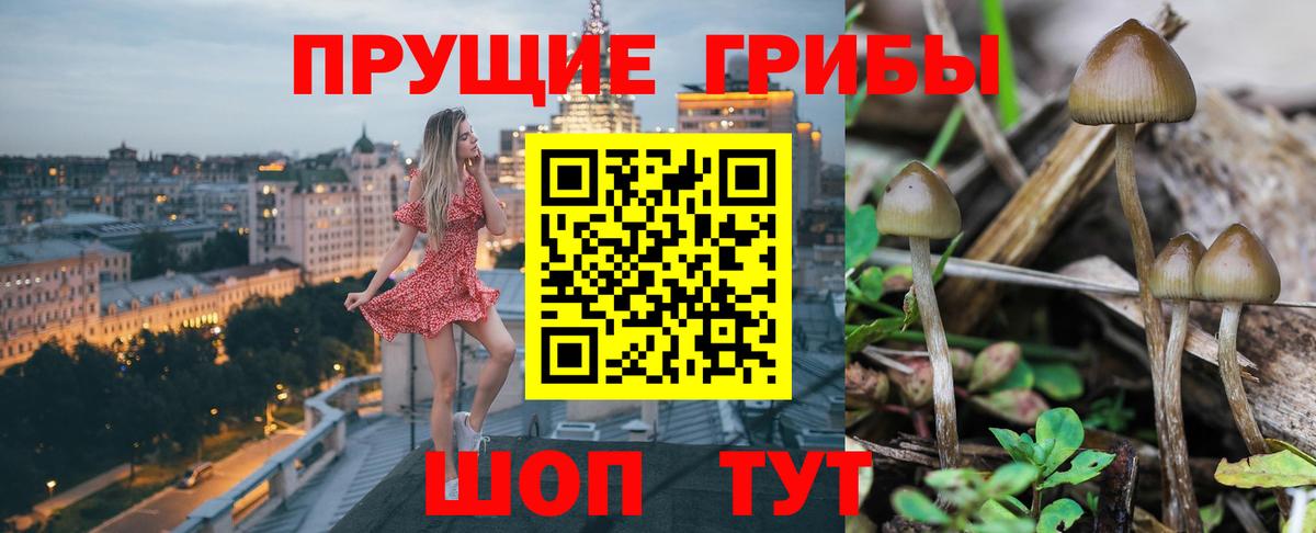 Баксан  Галлюциногенные грибы Psilocybe  Вход с VPN  Галлюциногенные грибы MAGIC MUSHROOMS 